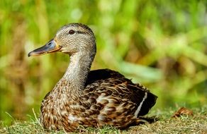 wild duck on the meadow