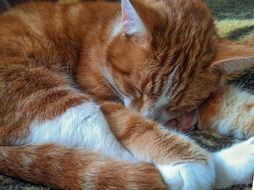 napping red cat