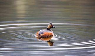 Black-Necked Grebe bird