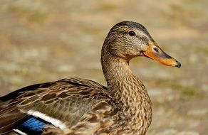 brown spotted duck close up