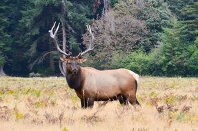 in North America, you can find deer walking in a field near the forest