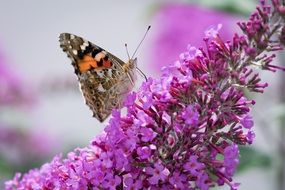 butterfly on summer lilac