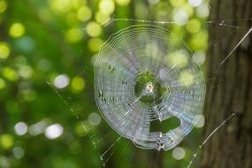 spider web with spider in the center