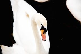 white swan on dark background
