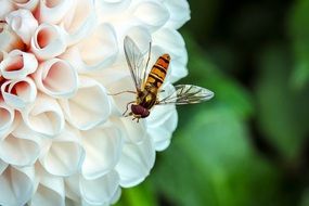 wasp on the snow-white and red flower