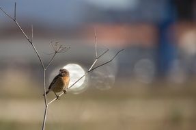 bird sits on a thin branch