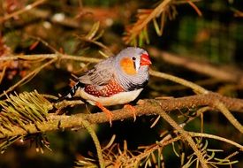 Finch on the tree