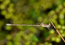 Damselfly Insect wildlife close portrait