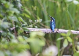 Kingfisher Bird in nature