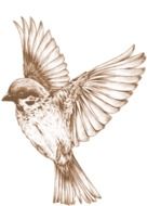 sparrow in flight, drawing