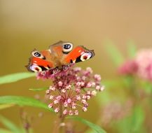 beautiful butterfly on a blooming flower