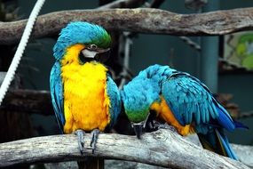 macaw bright blue yellow parrots