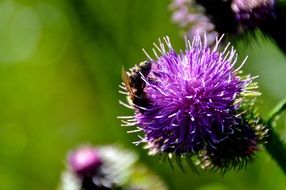 the insect is sitting on a thistle very close
