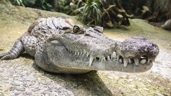 portrait of a wild crocodile