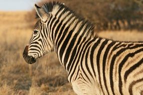 lovely Zebra on the landscape