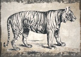 Tiger Wildlife drawing