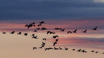 flock of cranes in the sky