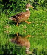 Wild ducks near the water