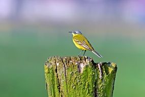 Yellow Wagtail