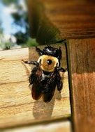 Carpenter bee on the wood