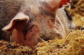 portrait of magnificently beautiful Pig Sleeps