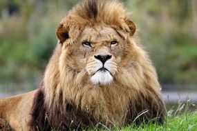 lovely Lion King