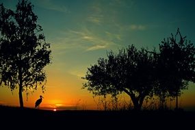 stork on the background of the romantic evening sky