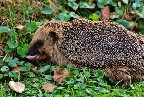 foraging hedgehog in the forest