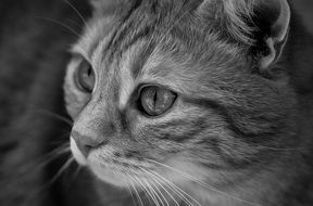 striped cat face