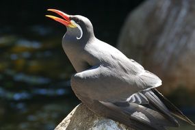 Inca tern, Larosterna, exotic bird sitting on stone