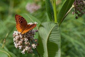 picture of the Great Spangled Fritillary butterfly in nature