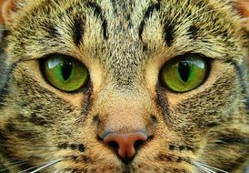 close-up cat face with green eyes