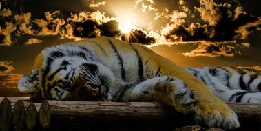 Tiger is sleeping at dramatic sky, collage