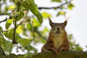 red squirrel looking straight