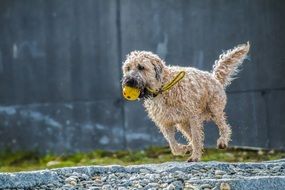 wet dog is playing with a ball