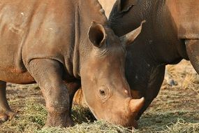 perfect beautiful Rhinoceros