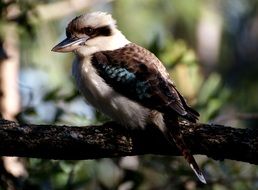 Kookaburra tropical Bird