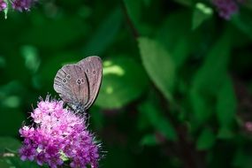 beautiful butterfly sits on a purple flower