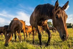 horses graze in the meadow