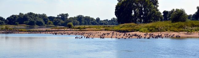 distant view of geese on the banks of the Elba river