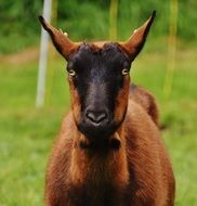 brown-black goat