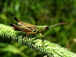 grasshopper on green grass close-up