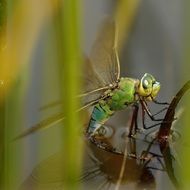 dragonfly on a green plant near the pond close-up on a blurred background