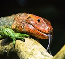 orange lizard head
