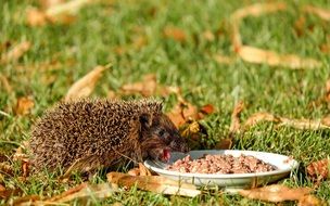 hedgehog near a bowl of food in a garden