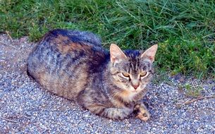 gorgeous beautiful Cat Striped