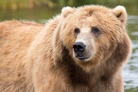 Bear in Alaska