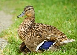 portrait of beautiful brown duck in the meadow