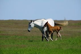 mare and foal run on green field