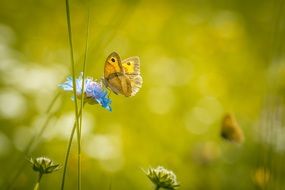 macro photo of orange butterfly on a blue meadow flower